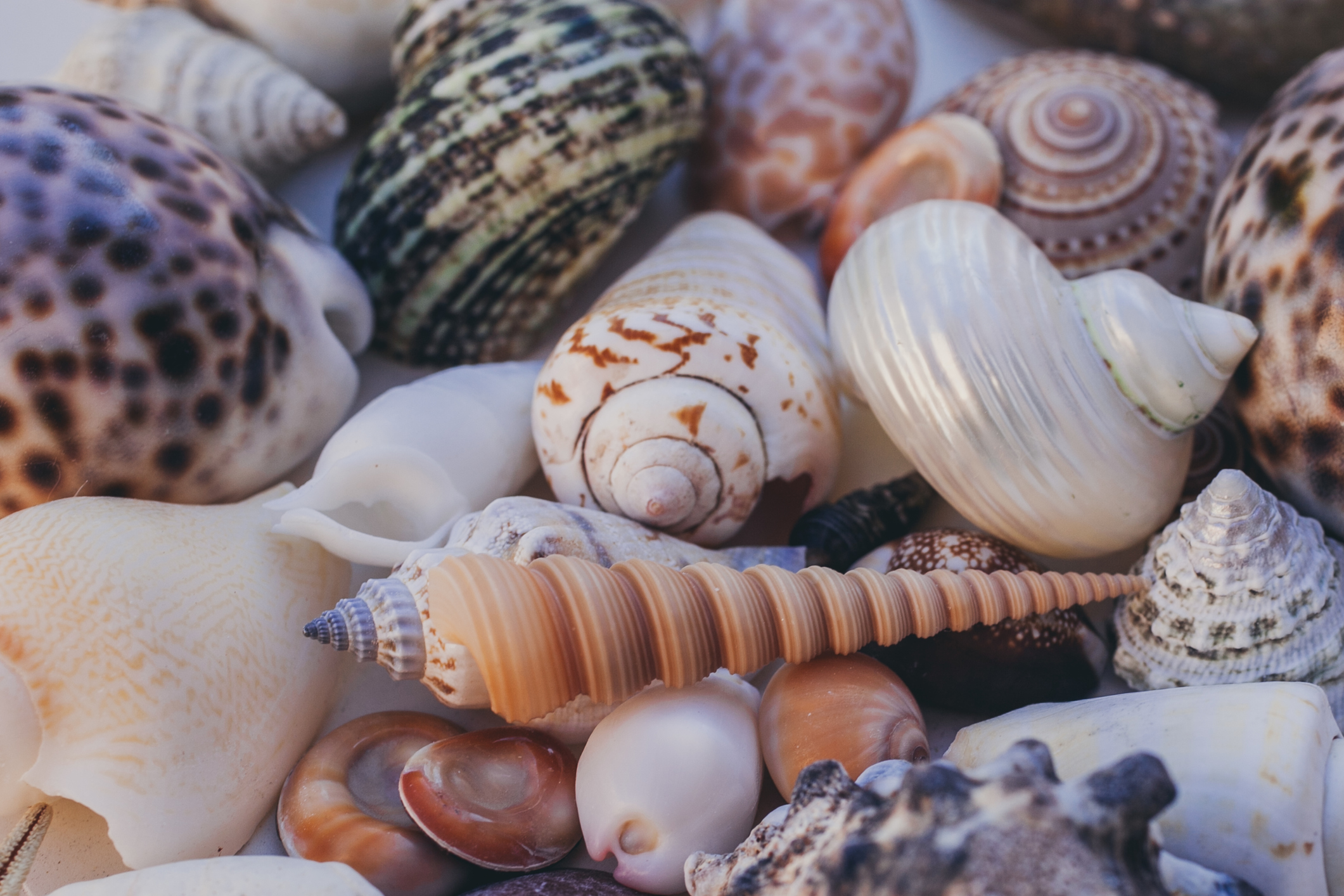  Shells